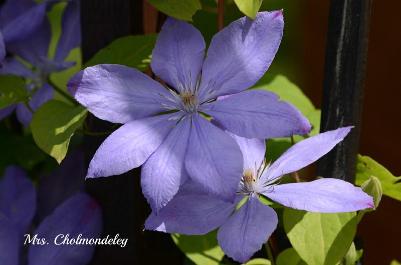 Mrs. Cholmondely Clematis Vine