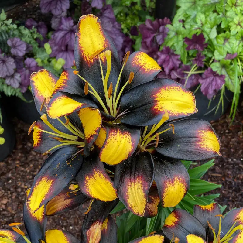 Tiny Massive Dwarf Asiatic Lily – EVERGREEN