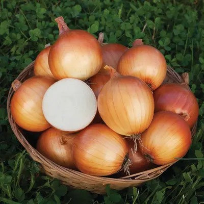 New York Onion