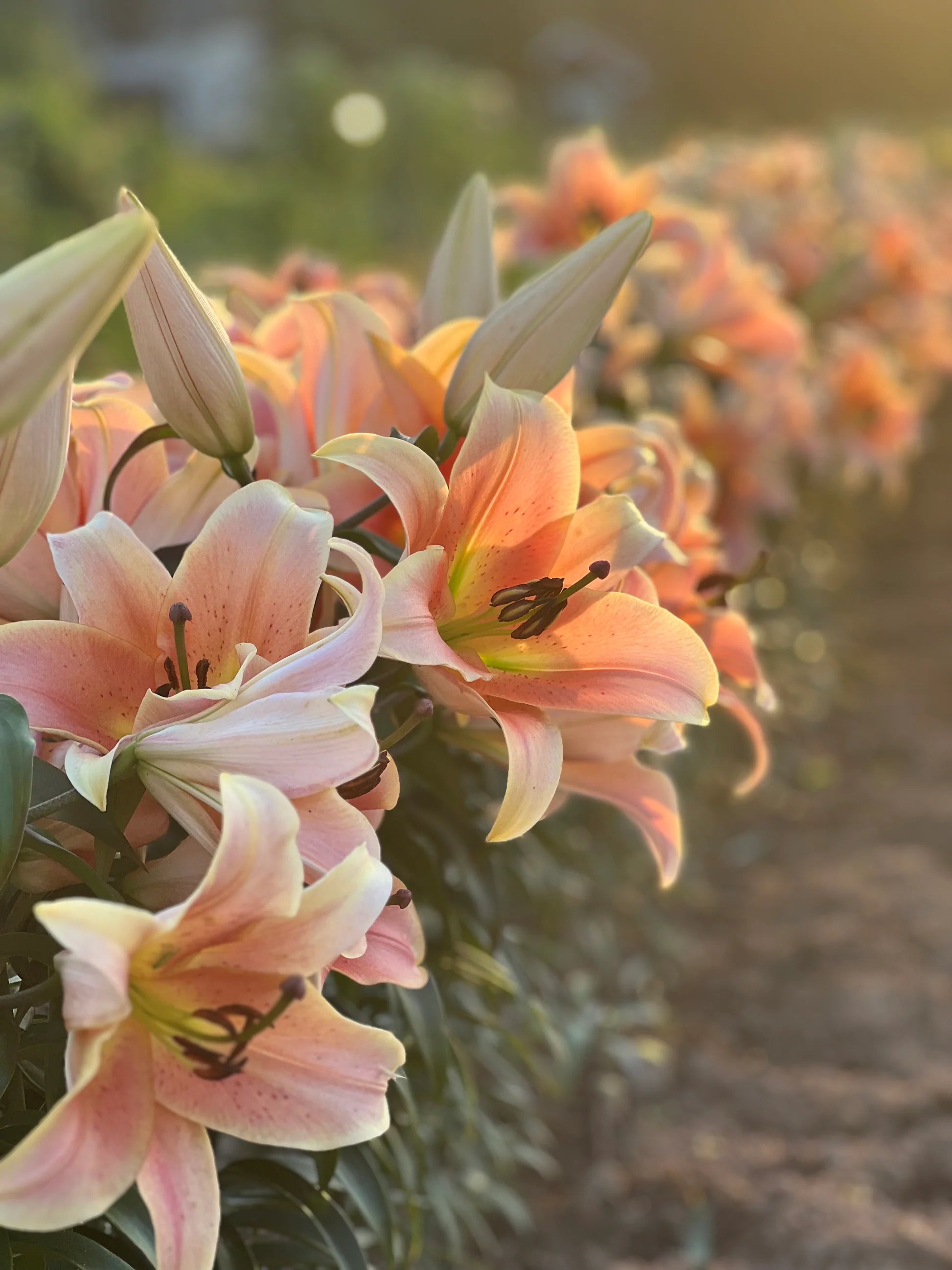 hybrid asiatic lily Zelmira Oriental x Trumpet Hybrid Lily – EVERGREEN
