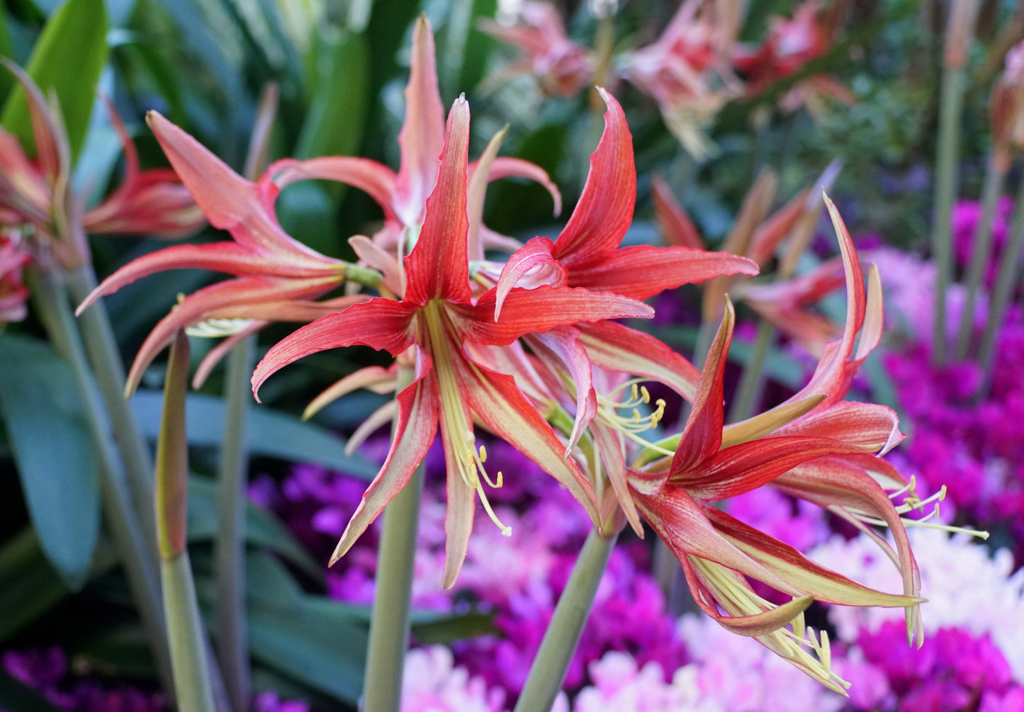 Chico Amaryllis Bulbs