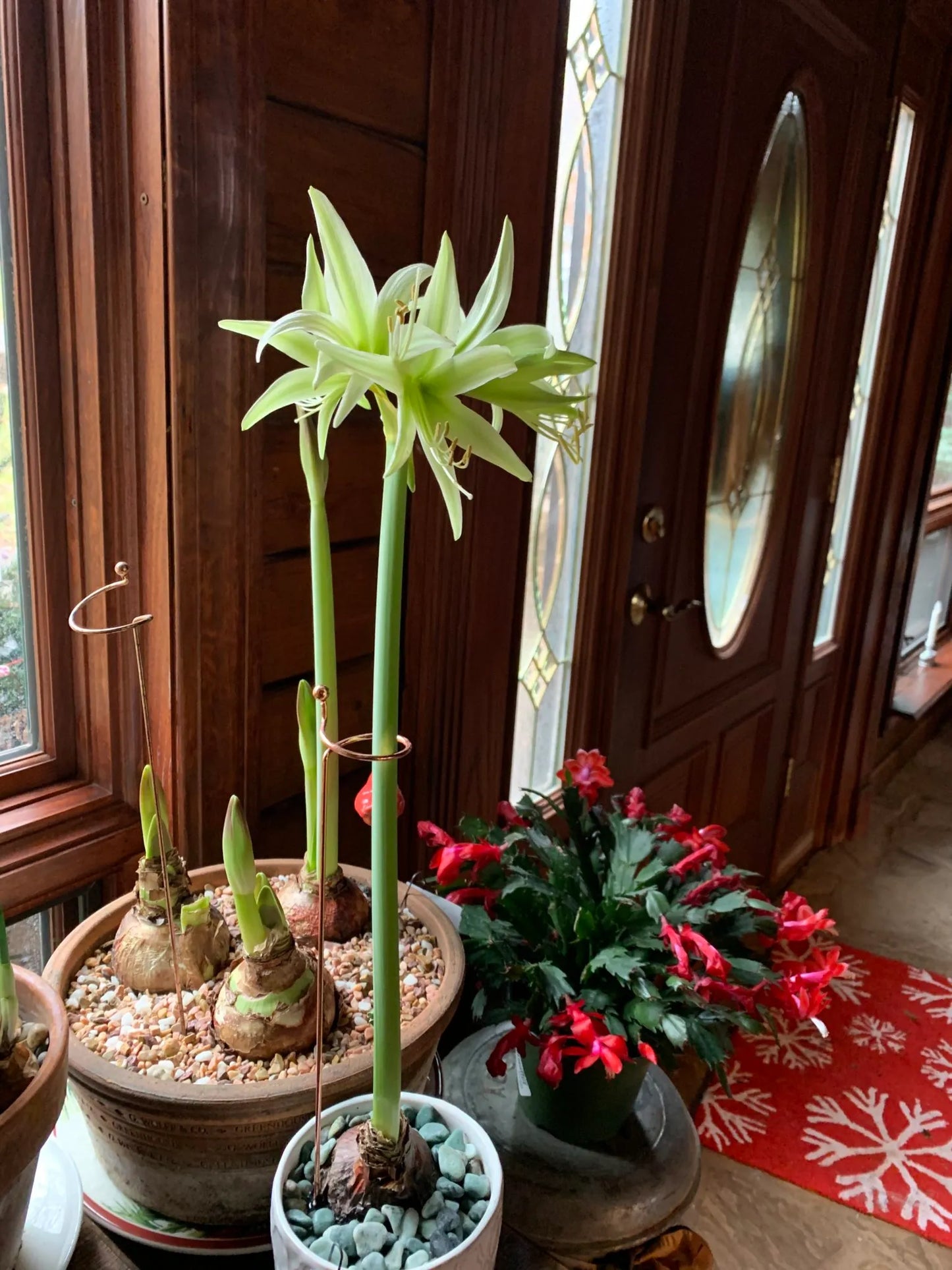 Evergreen Amaryllis Bulbs