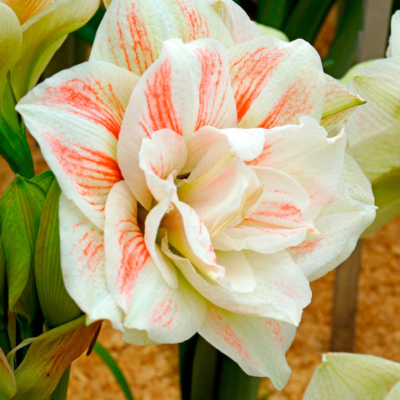 Nymph Double Amaryllis Bulbs