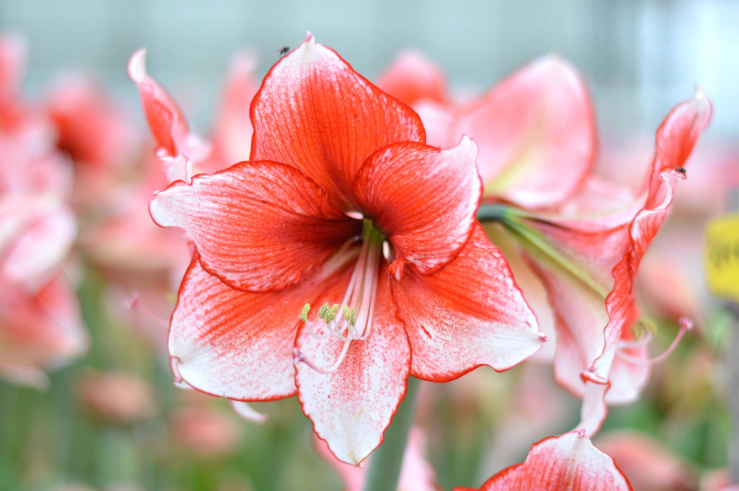 Charisma Dutch Amaryllis Bulbs