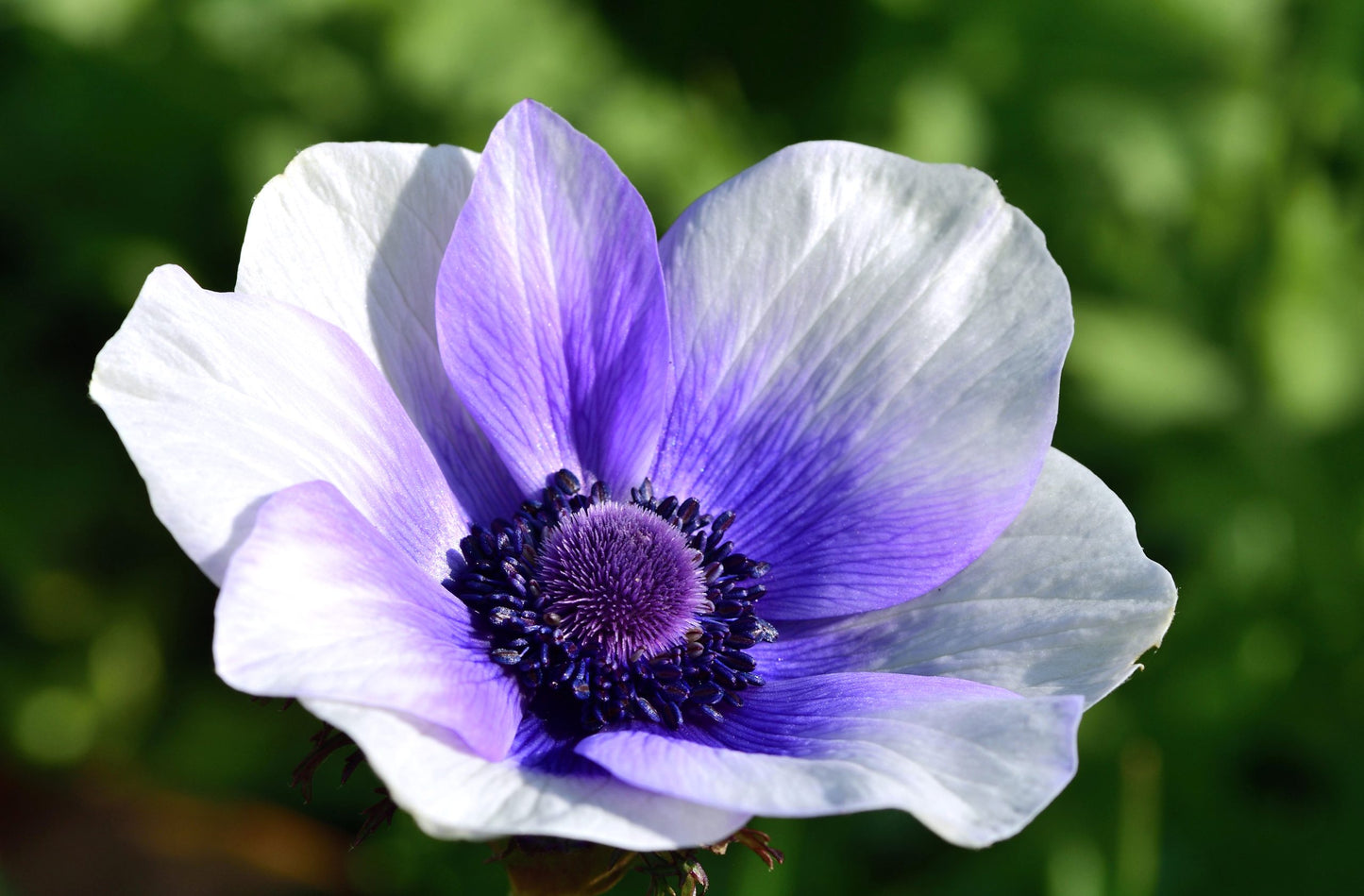 Blueberry Rainbow Anemone Tubers