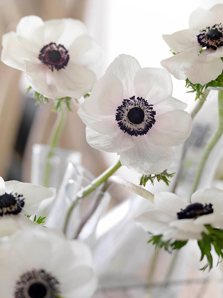 Carmel White Anemone Tubers