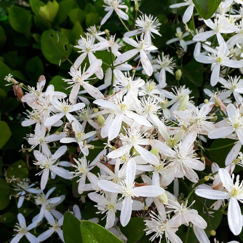 Armandii Snowdrift Clematis Vine