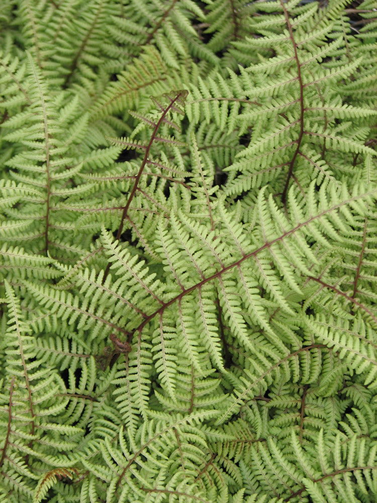Athyrium Lady Fern x ‘Ghost’ Painted Fern