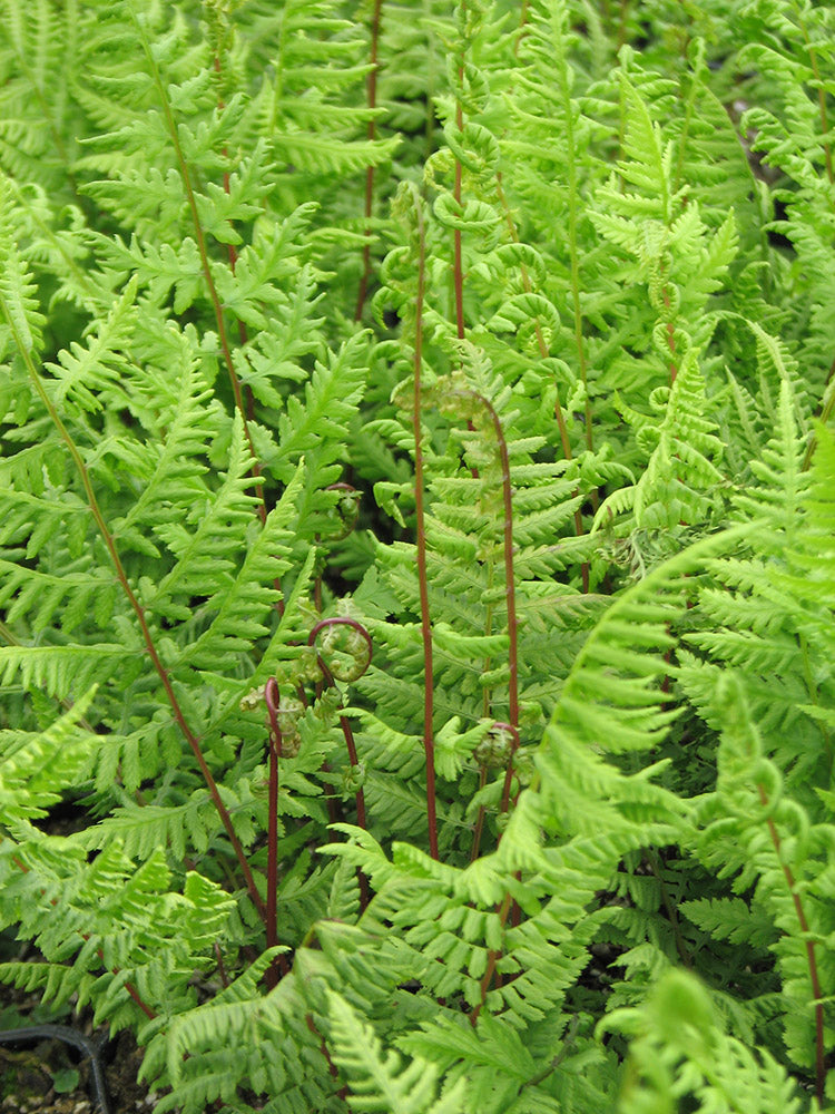 أثيريوم فيليكس فيمينا 'سيدة باللون الأحمر' سرخس سيدة الشمال