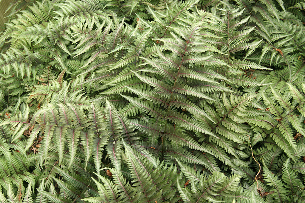 Athyrium Niponicum ‘Red Beauty’ Painted Fern