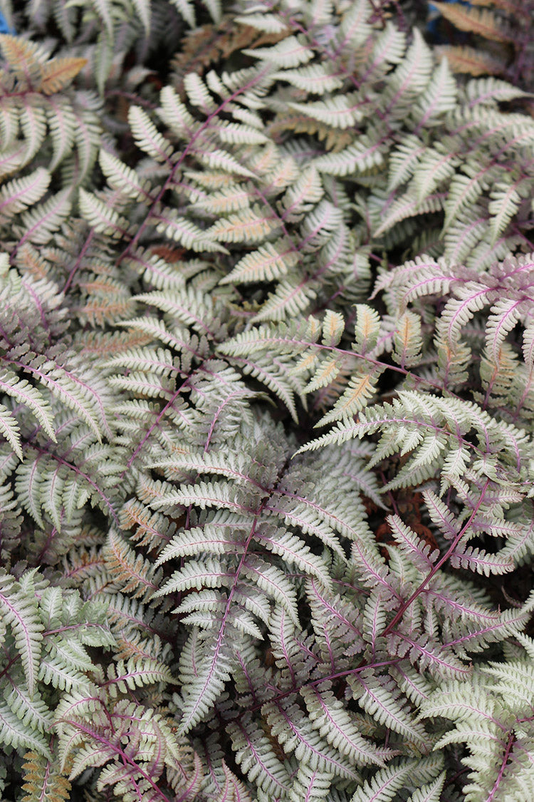 Athyrium Niponicum ‘Regal Red’ Painted Fern