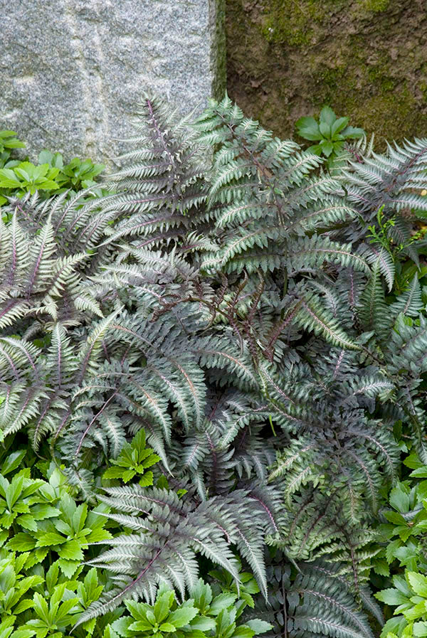 Athyrium Niponicum Var. Pictum ‘Metallicum’ Japanese Painted Fern
