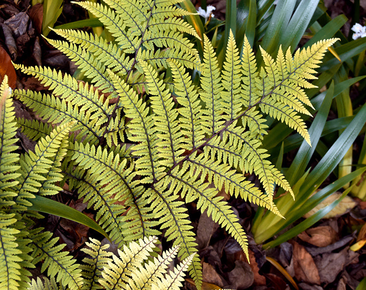 Athyrium Otophorum ‘Limelight’ Lady Fern