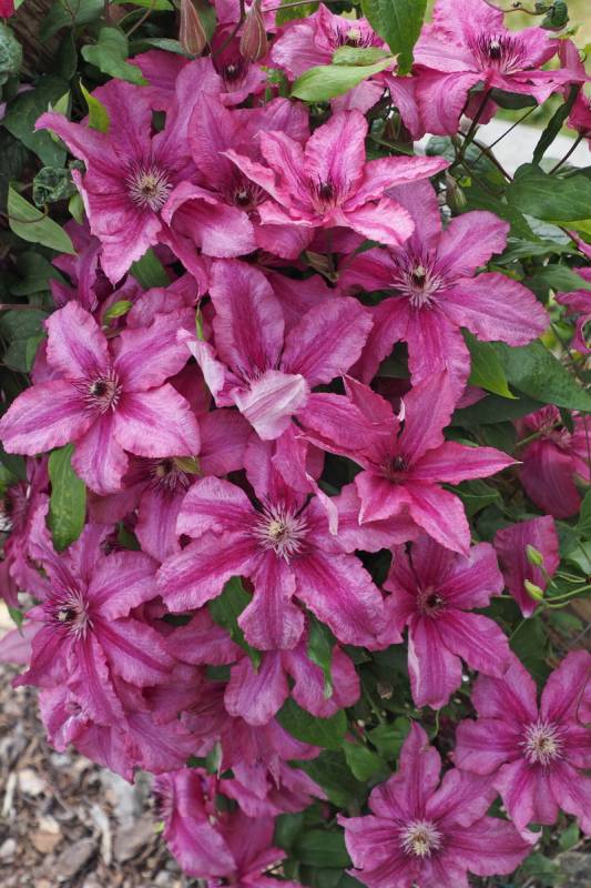 Barbara Dibley Clematis Vine