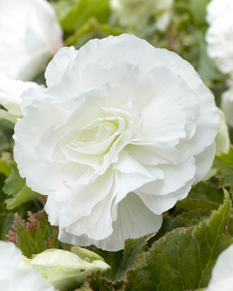 White Double Camellia Begonia