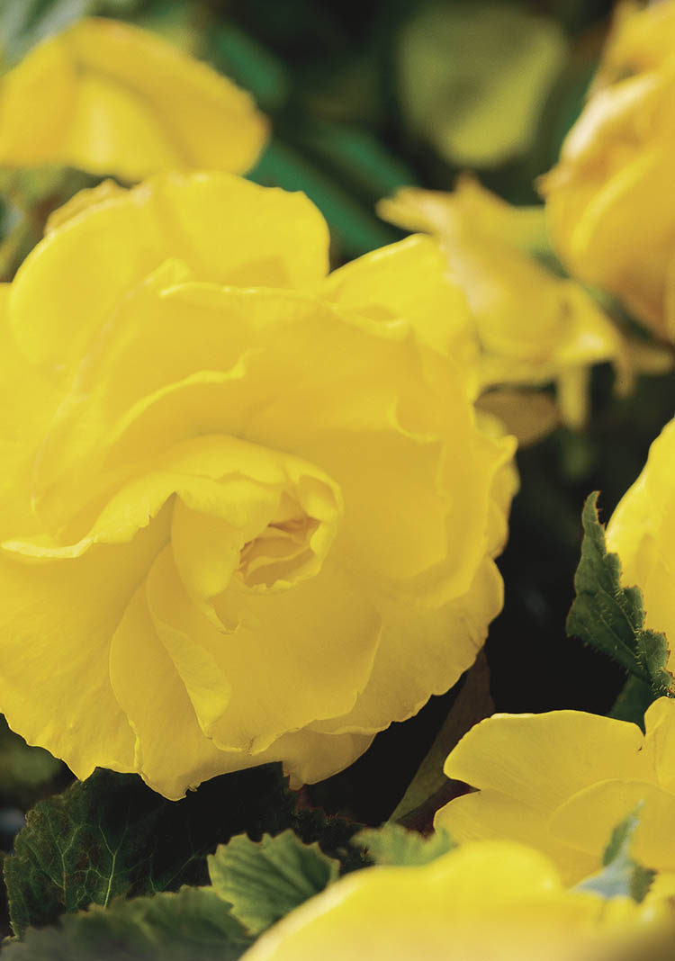 Yellow Double Camellia Begonia