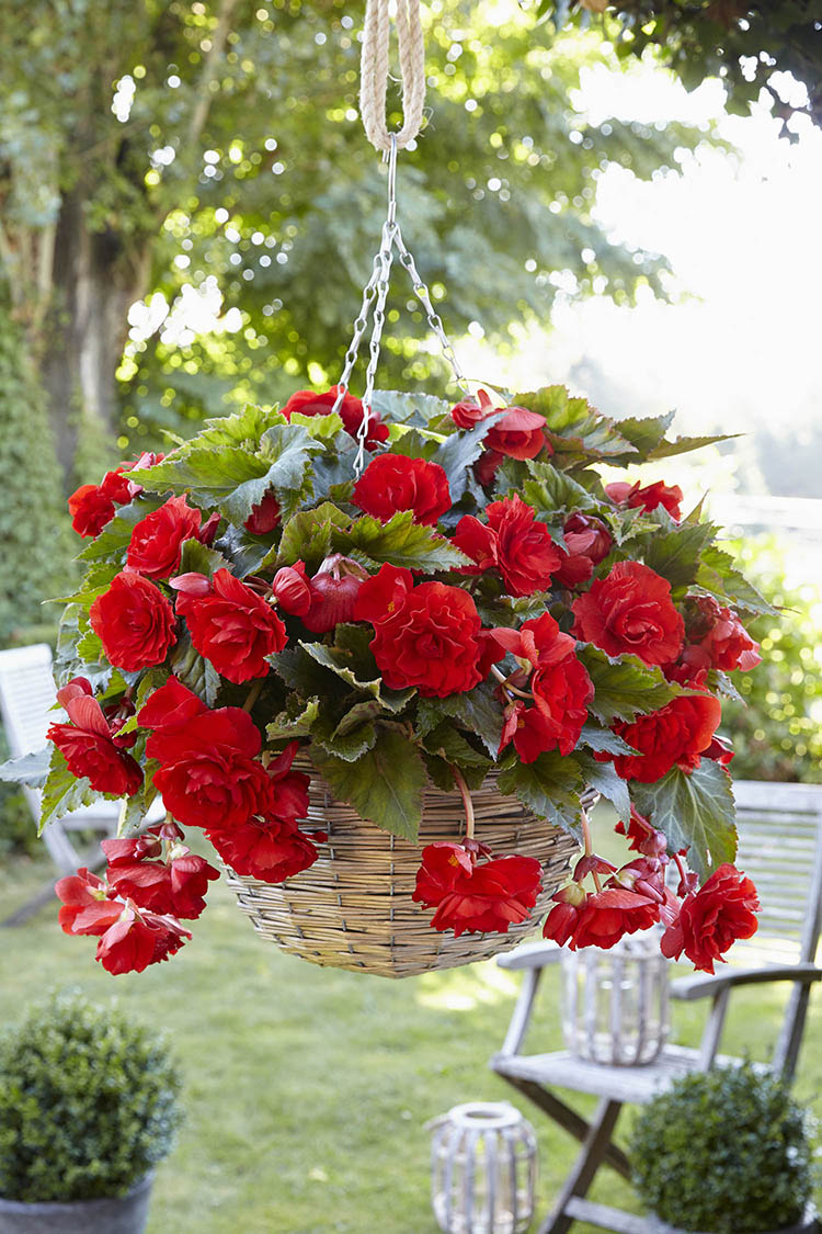 Scarlet Giant Double Pendula Begonia