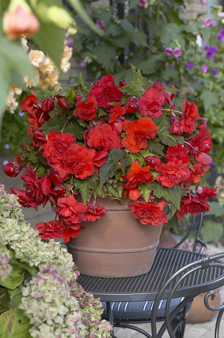 Red Glory Begonia
