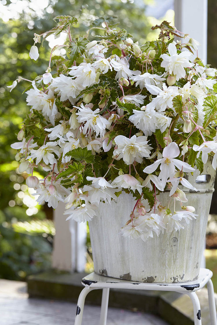 White Pendula Begonia