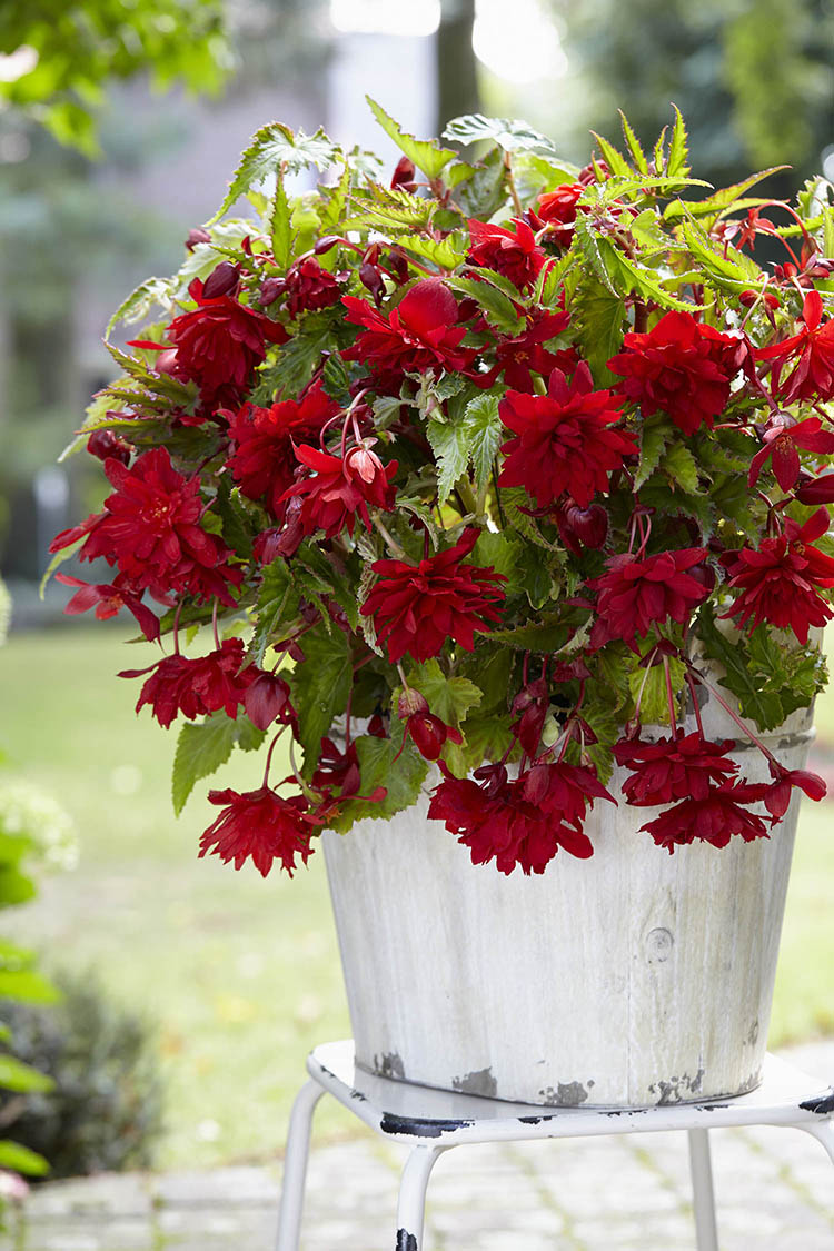 trailing begonia plants for hanging baskets Red Pendula Begonia – EVERGREEN