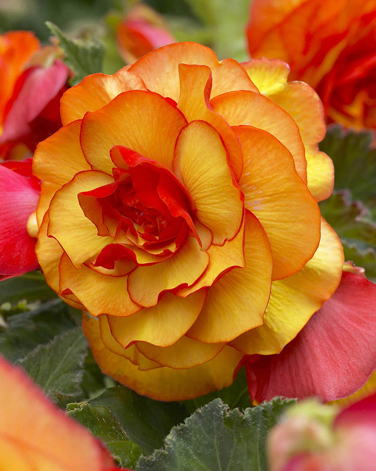 Yellow Picotee Begonia