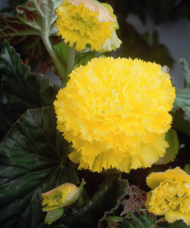 Yellow Fimbriata Begonia Tubers