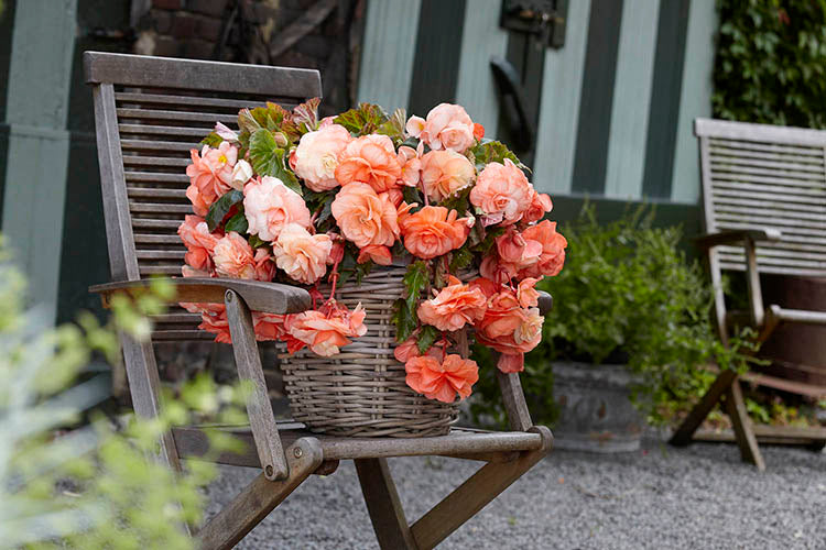 بيجونيا المشمش سبلينديد