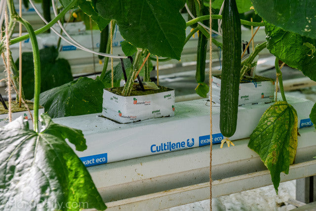 Cultilene OptimaXX Slab Stone Wool Hydroponics Growing Medium