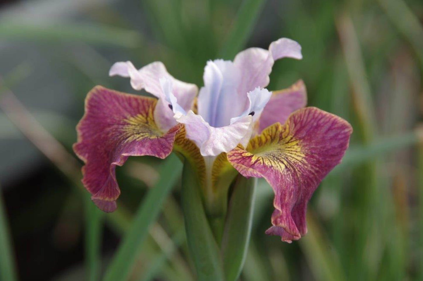 Iris Sibirica Sugar Rush