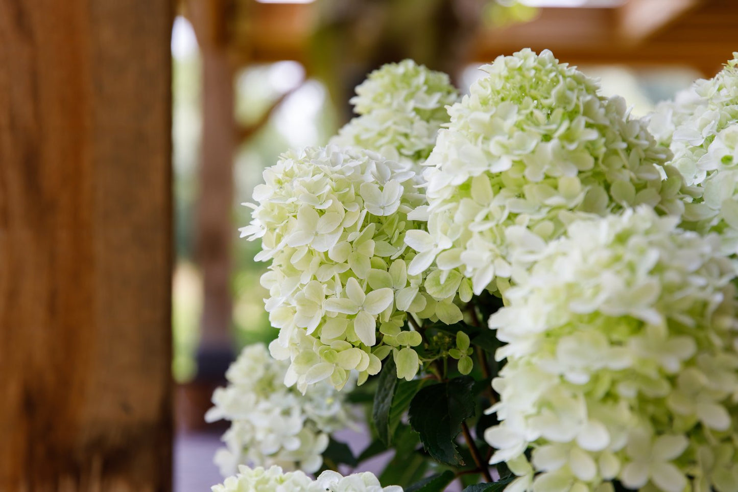 Hydrangea paniculata HYLV02 Bloomchampion Fresh White