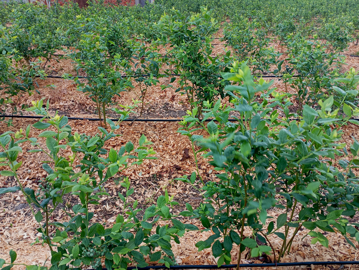 Toro Blue Stripe® Round Hose 80 mil, 35 mm Inside Diameter