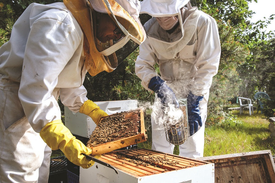 4 x 10 Bee Smoker with Shield and Finger Heat Guard.