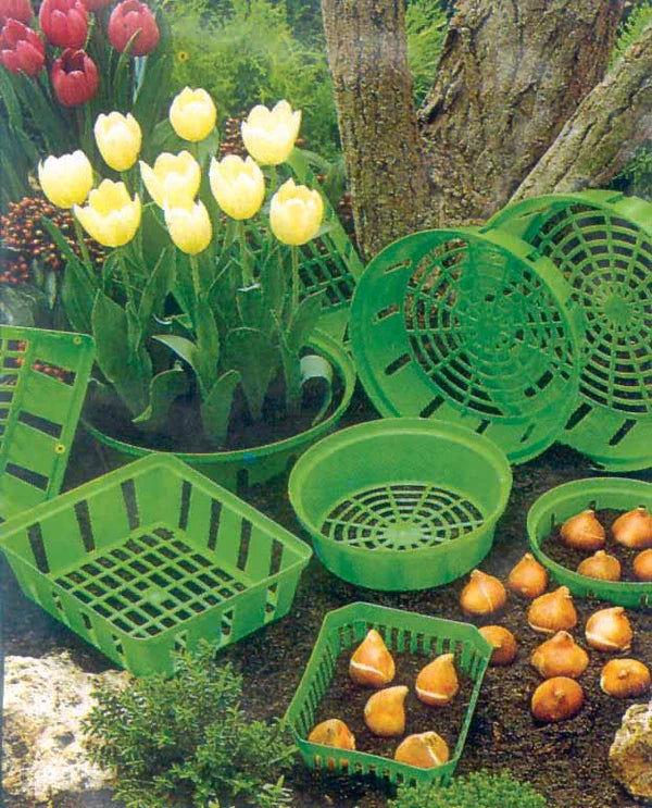 Bulb Planting Tray