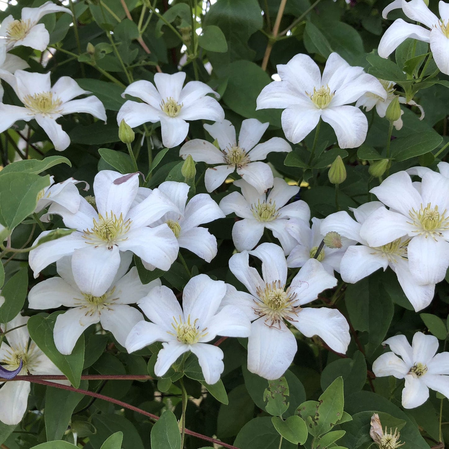 Huldine Clematis Vine