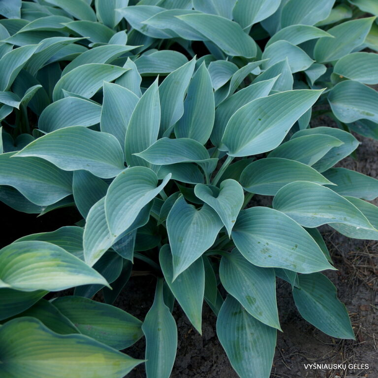Canadian Blue Hosta Plant