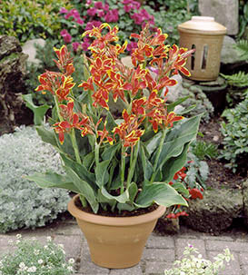 Lucifer Dwarf Green Leaf Canna