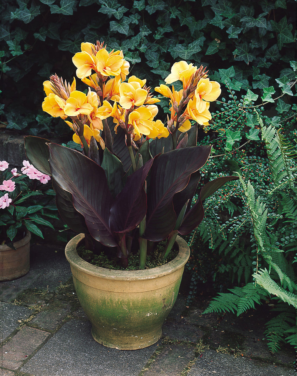 Louise Cotton Bronze Leaf Canna