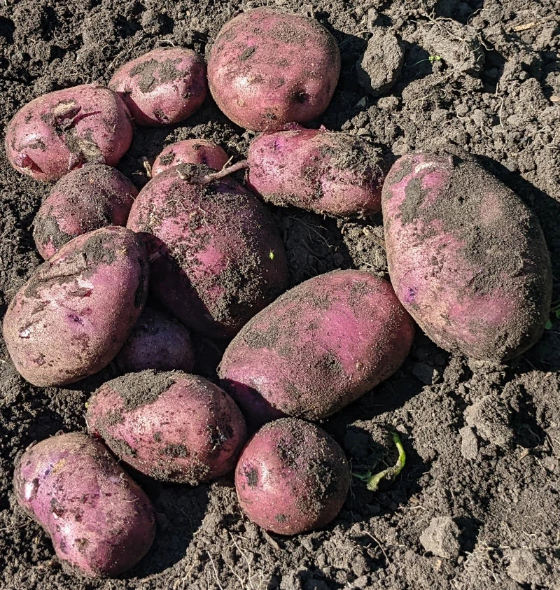 Caribe Purple Skinned Potato