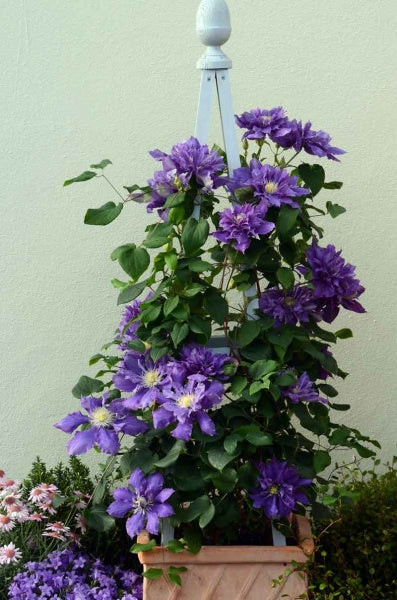 Epivo040 Chevalier Boulevard Clematis