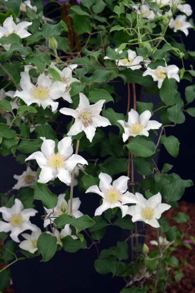 Epivo097 Kitty Boulevard Clematis