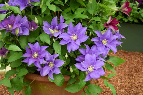 Epivo099 Olympia Clematis