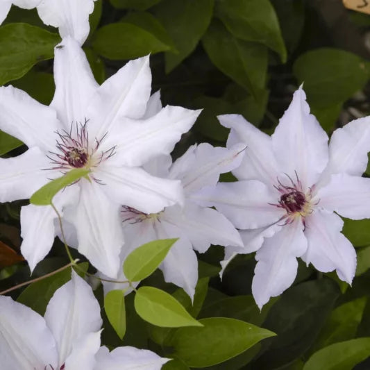 Snow Queen Clematis Vine