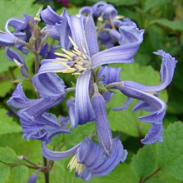 Heracleifolia Davidiana Clematis Vine