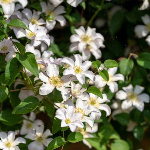 Montana Grandiflora Clematis Vine