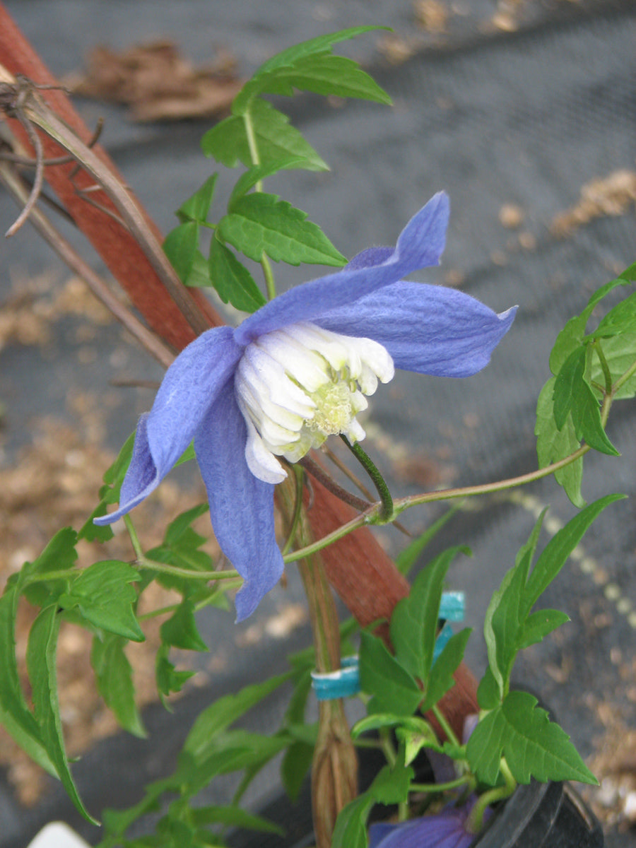 Clematis Alpina ‘Frances Rivis’ Vine