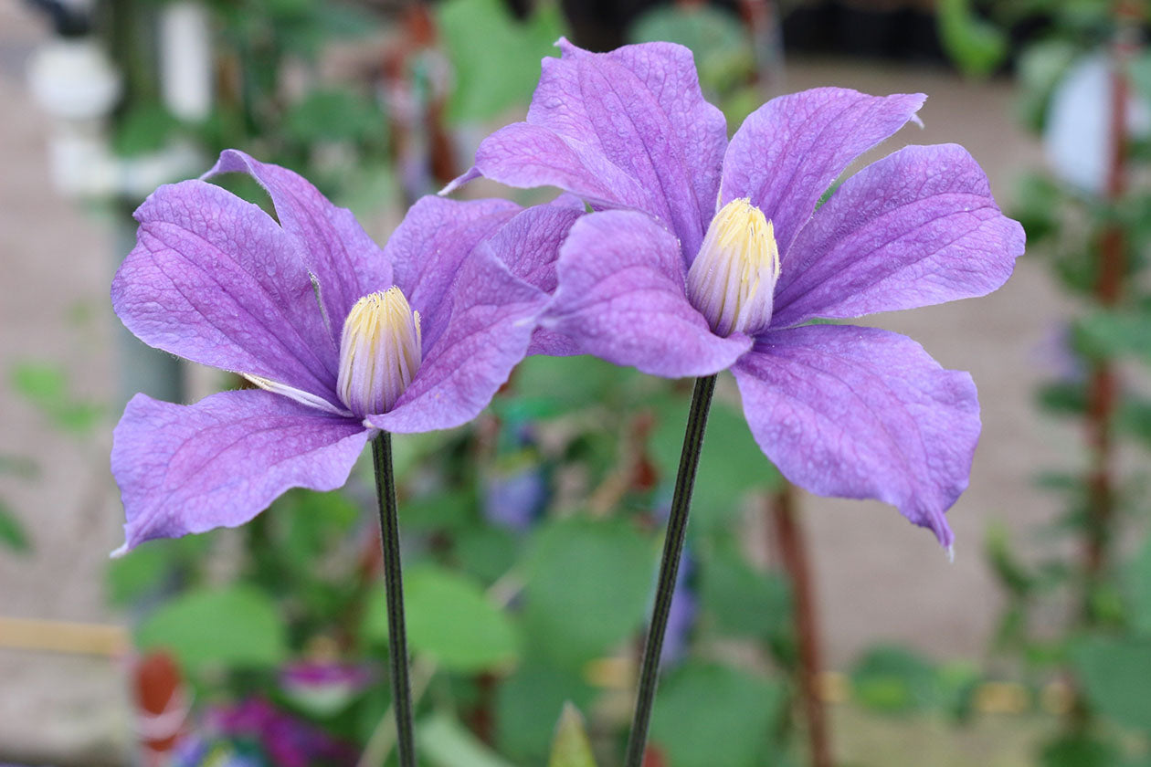Arabella Clematis Vine