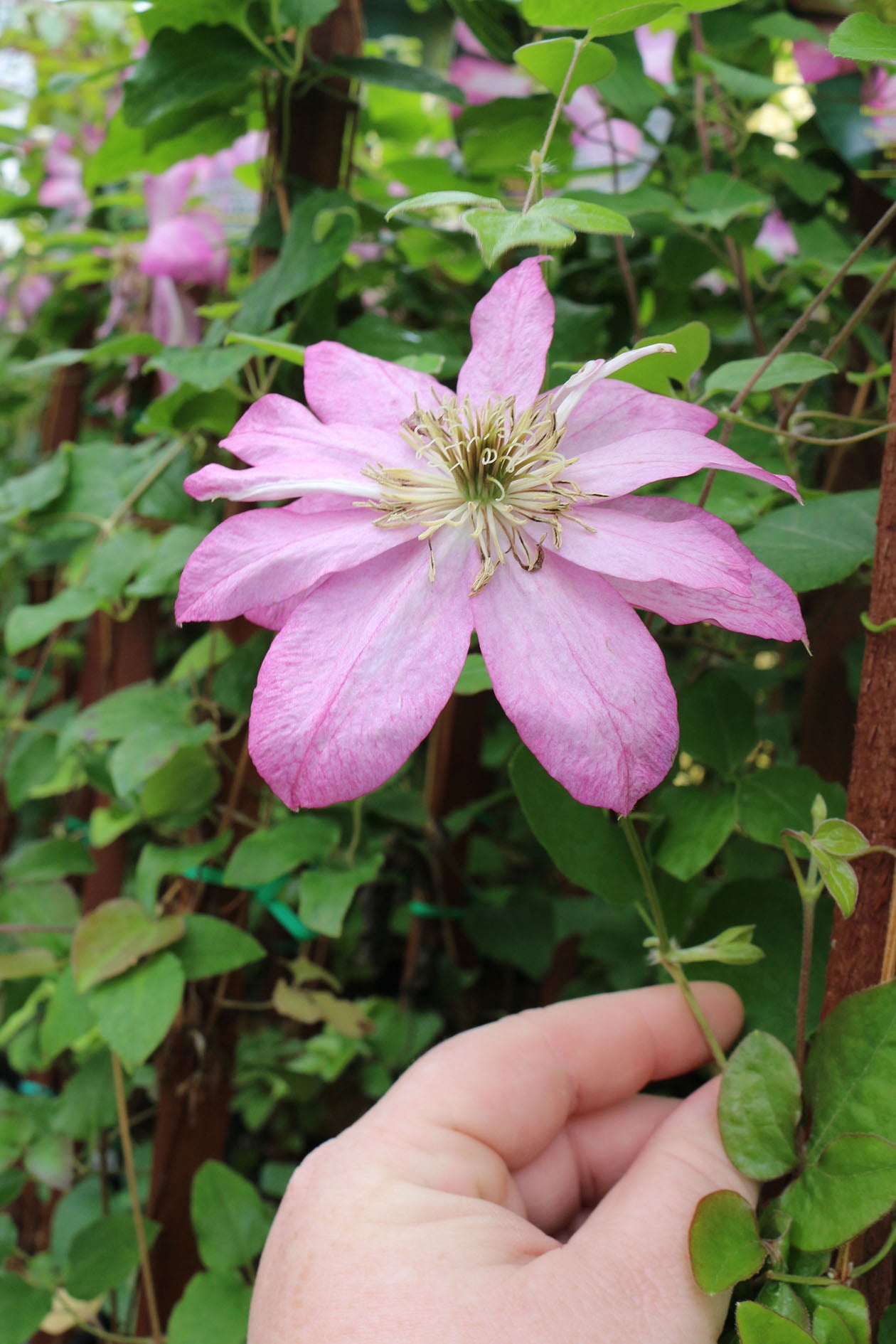 Asao Clematis Vine