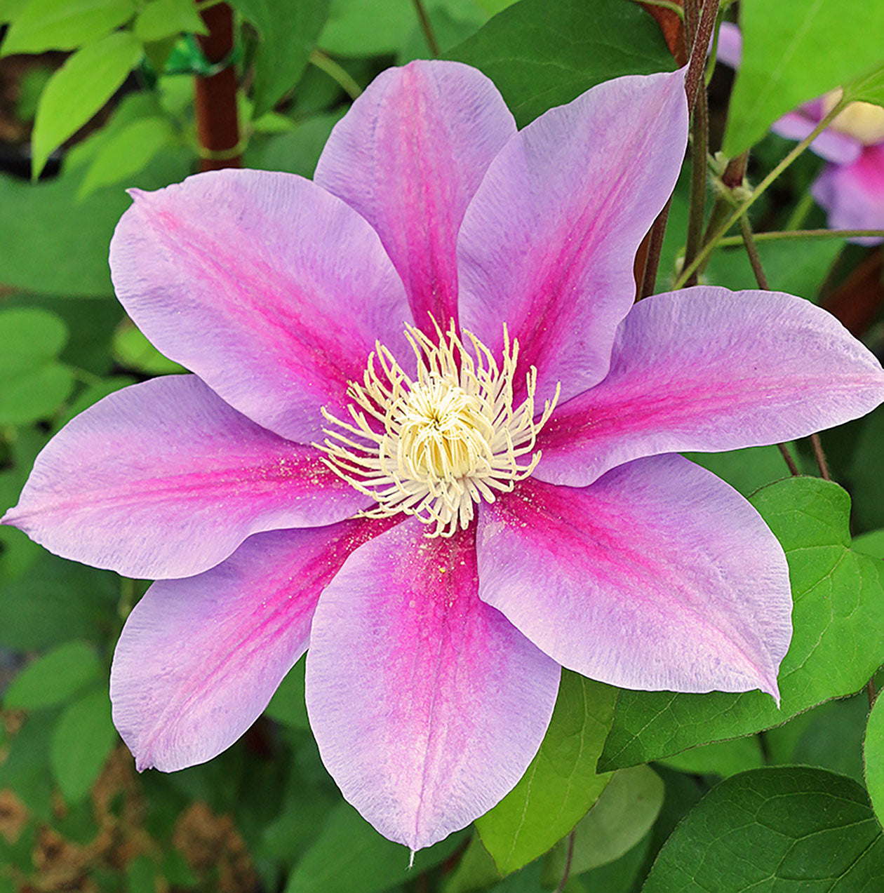 Barbara Jackman Clematis Vine