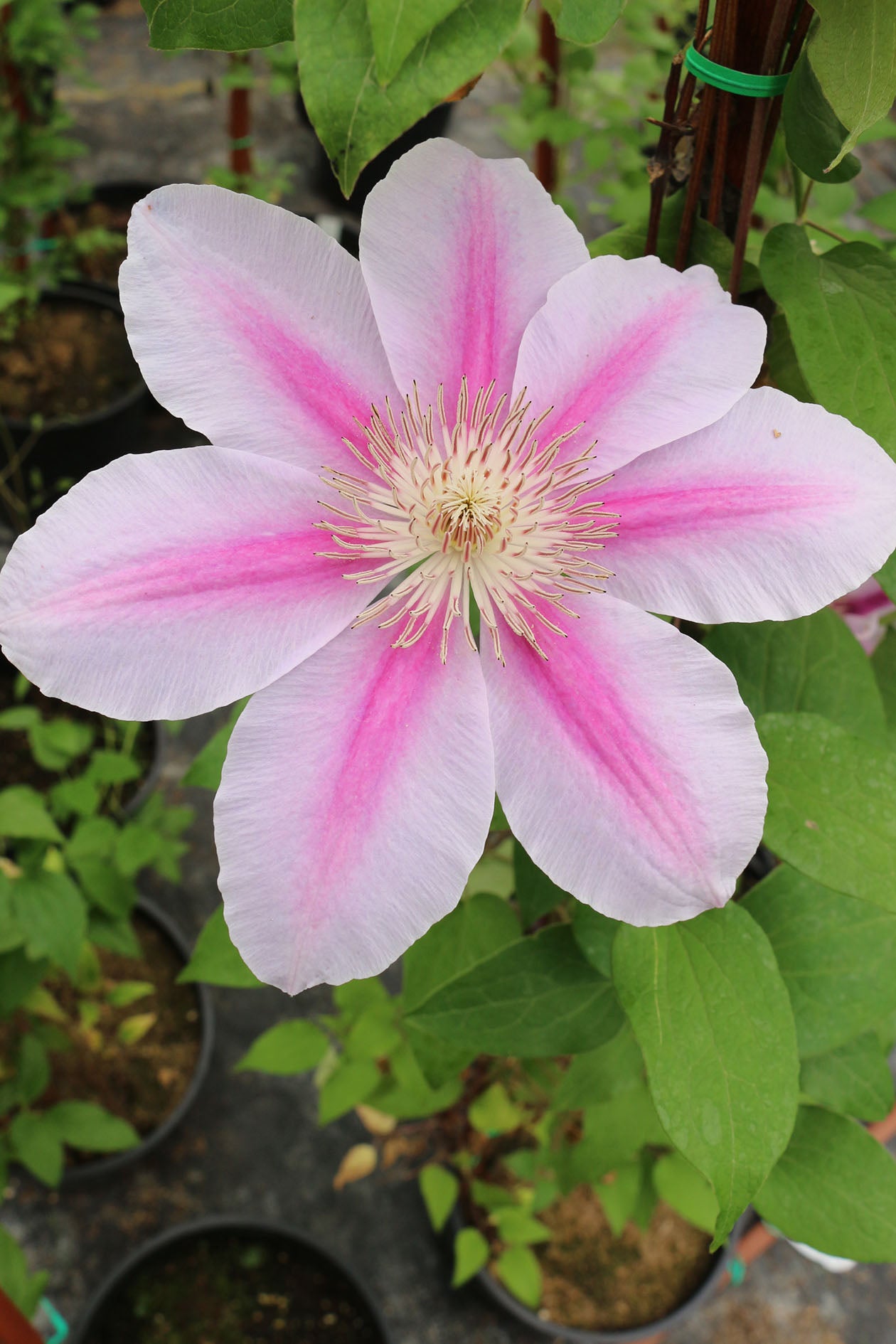 Bees Jubilee Clematis Vine