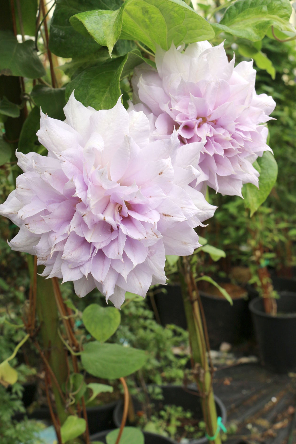 Belle of Woking Clematis Vine